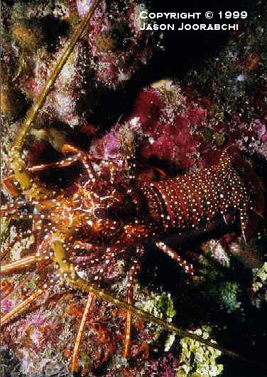 Spotted Spiny Lobster