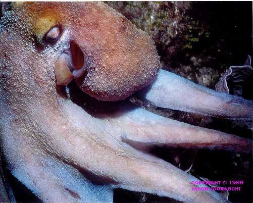 Caribbean Reef Octopus