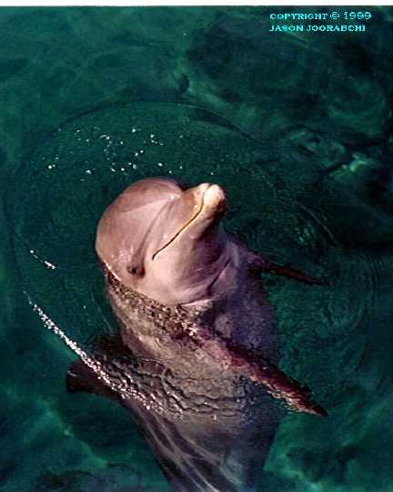 Bottlenose Dolphin